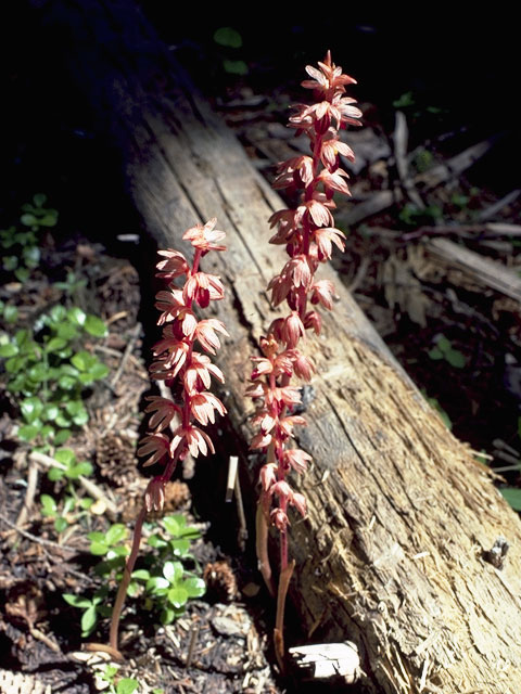 Corallorhiza striata (Hooded coralroot) #6863