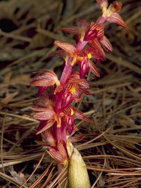 Corallorhiza striata (Hooded coralroot) #6864