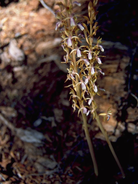 Corallorhiza trifida (Yellow coralroot) #6865