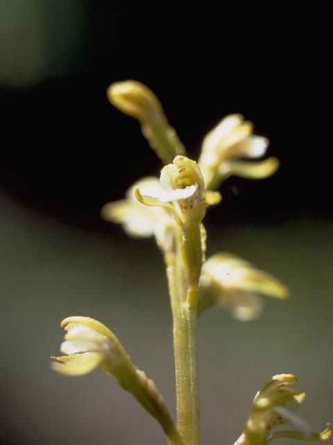 Corallorhiza trifida (Yellow coralroot) #6866