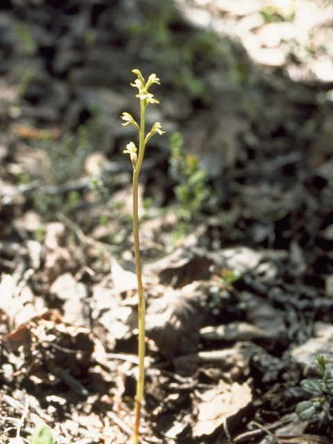 Corallorhiza trifida (Yellow coralroot) #6867