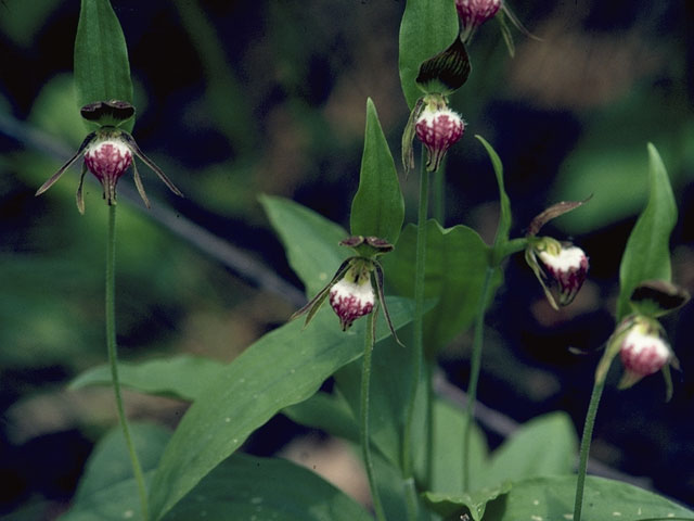 Cypripedium arietinum (Ram's head lady's slipper) #6879