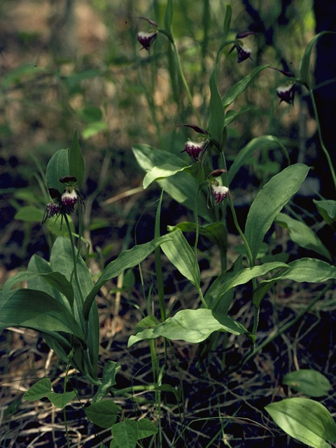 Cypripedium arietinum (Ram's head lady's slipper) #6880