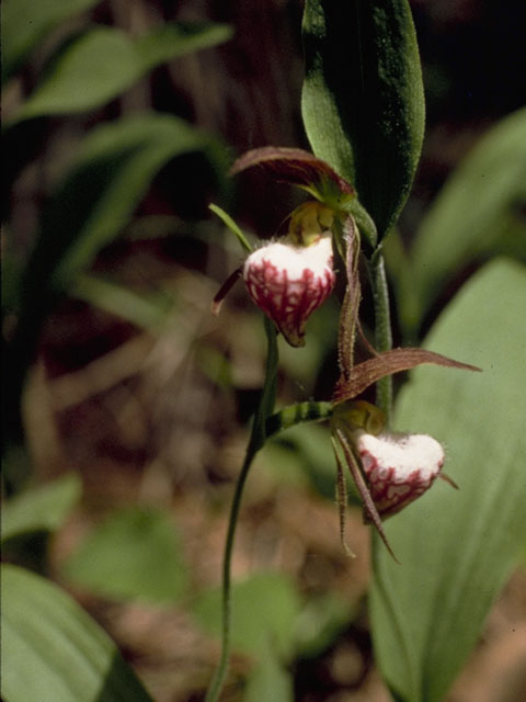 Cypripedium arietinum (Ram's head lady's slipper) #6881