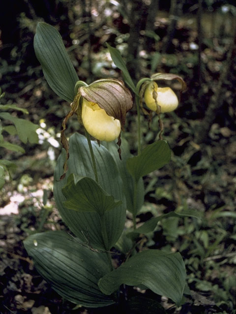 Cypripedium kentuckiense (Southern lady's-slipper) #6888