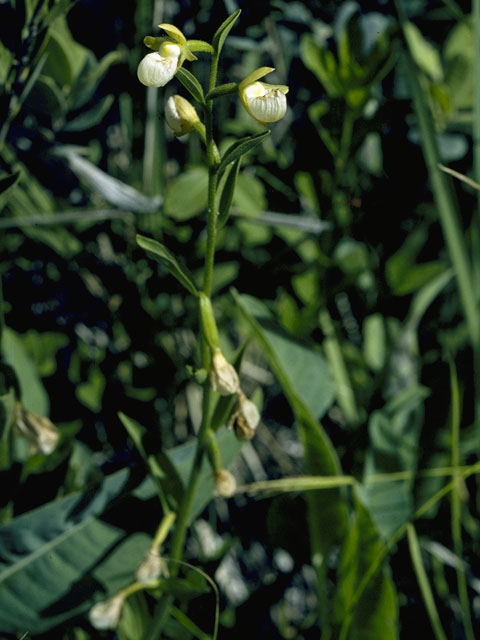 Cypripedium californicum (California lady's slipper) #6894