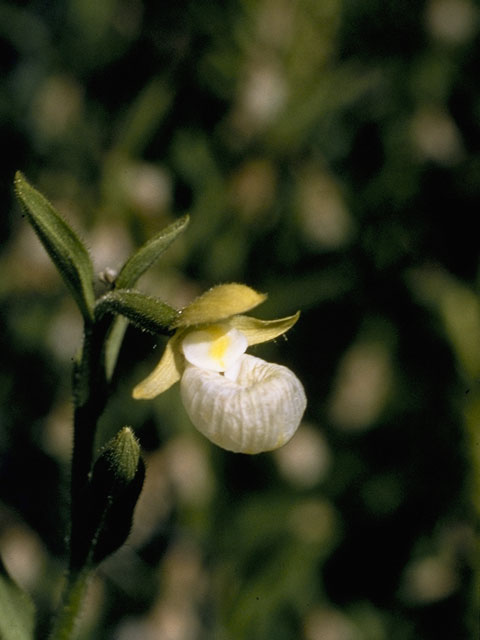 Cypripedium californicum (California lady's slipper) #6895