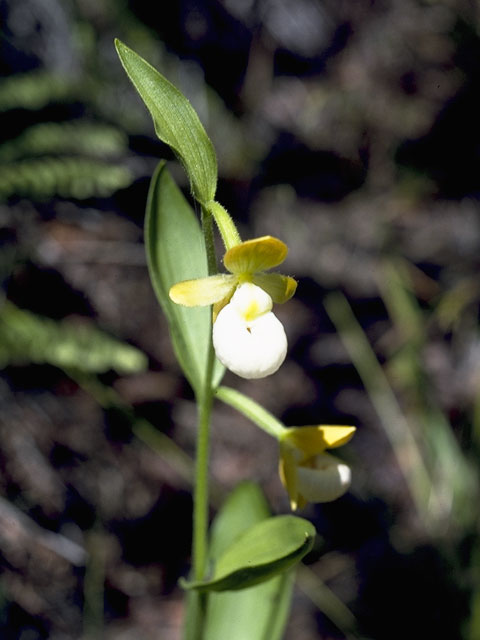 Cypripedium californicum (California lady's slipper) #6896