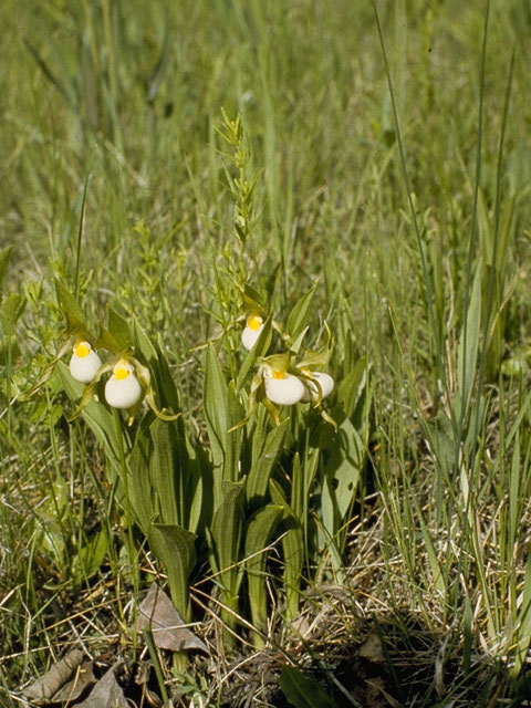 Cypripedium candidum (White lady's slipper) #6898