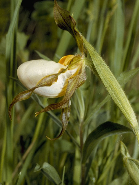 Cypripedium candidum (White lady's slipper) #6899