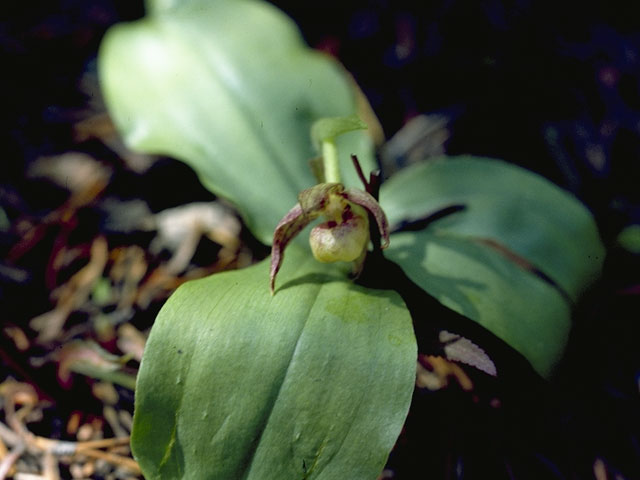 Cypripedium fasciculatum (Clustered lady's slipper) #6904