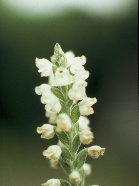 Goodyera pubescens (Downy rattlesnake plantain) #6938