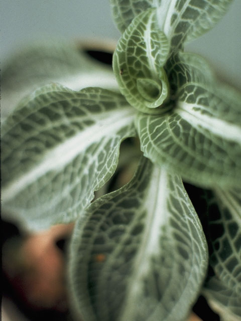 Goodyera pubescens (Downy rattlesnake plantain) #6939