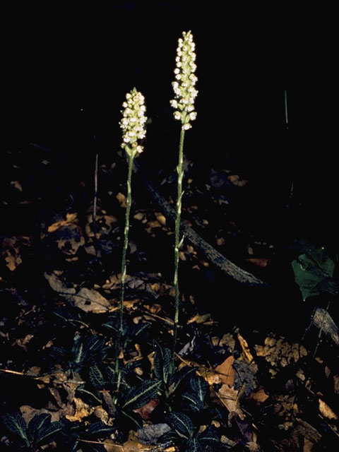 Goodyera pubescens (Downy rattlesnake plantain) #6940