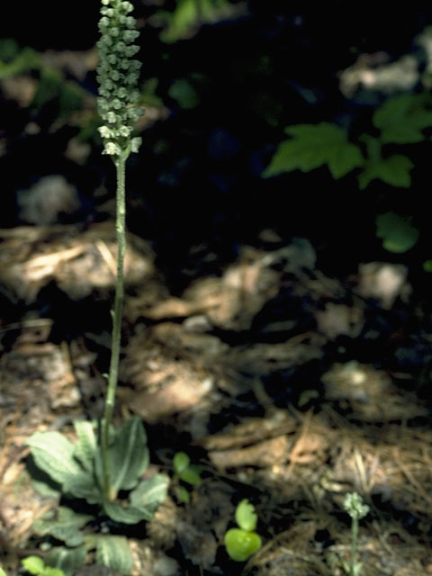 Goodyera pubescens (Downy rattlesnake plantain) #6942