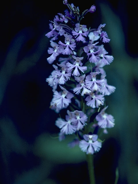 Platanthera grandiflora (Greater purple fringed orchid) #6959