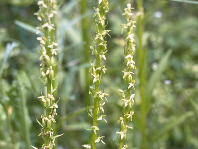 Platanthera hyperborea (Northern green orchid) #6963