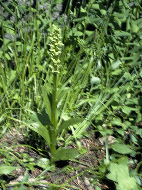 Platanthera hyperborea (Northern green orchid) #6964