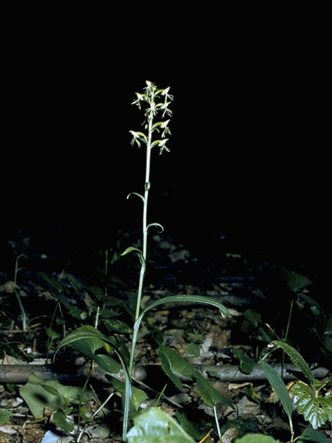 Platanthera lacera (Green fringed orchid) #6967