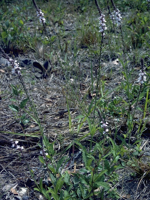 Verbena simplex (Narrowleaf vervain) #6982