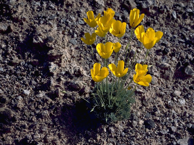 Arctomecon californica (California bear-poppy) #7000