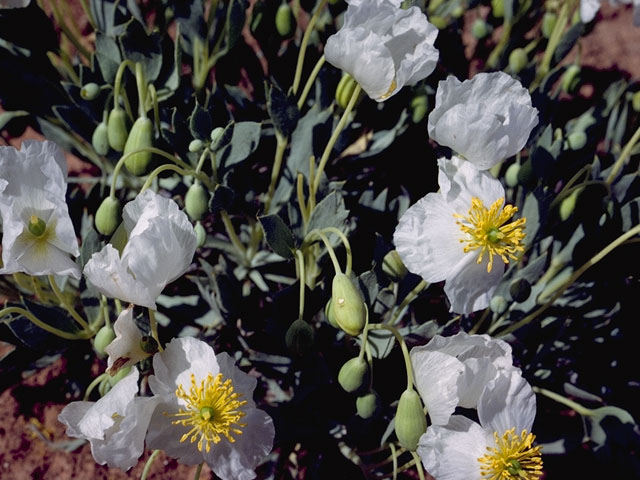 Arctomecon humilis (Common bear-poppy) #7004