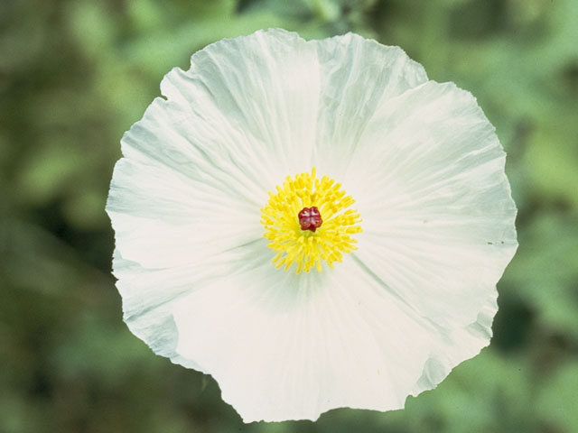 Argemone albiflora (Bluestem pricklypoppy) #7008