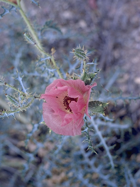 Argemone sanguinea (Red pricklypoppy) #7028