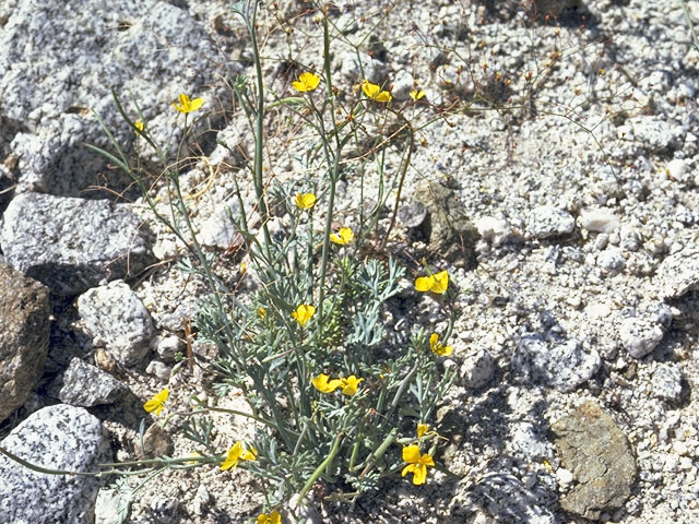 Eschscholzia minutiflora (Pygmy poppy) #7072