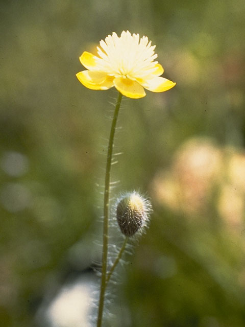 Platystemon californicus (Creamcups) #7085