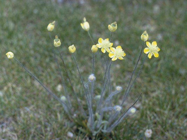 Platystemon californicus (Creamcups) #7086