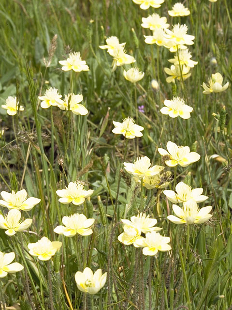 Platystemon californicus (Creamcups) #7088