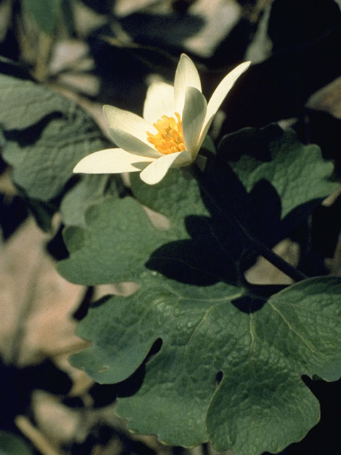 Sanguinaria canadensis (Bloodroot) #7091