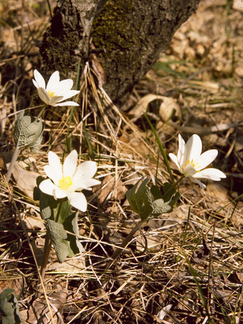 Sanguinaria canadensis (Bloodroot) #7093