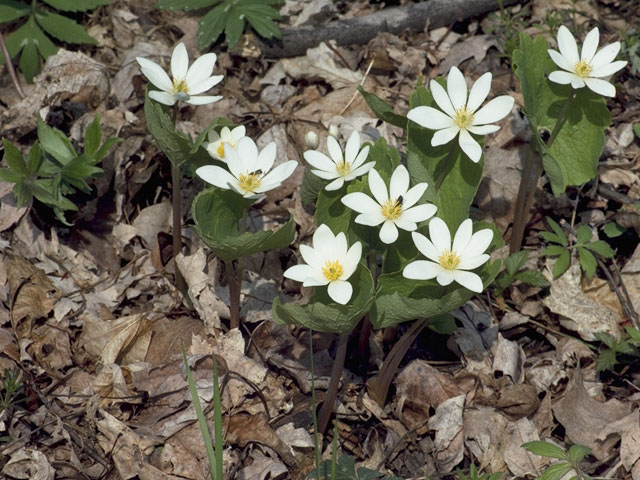 Sanguinaria canadensis (Bloodroot) #7100