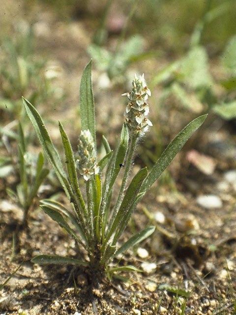 Plantago helleri (Heller's plantain) #7138