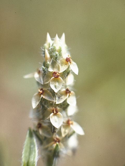 Plantago helleri (Heller's plantain) #7139