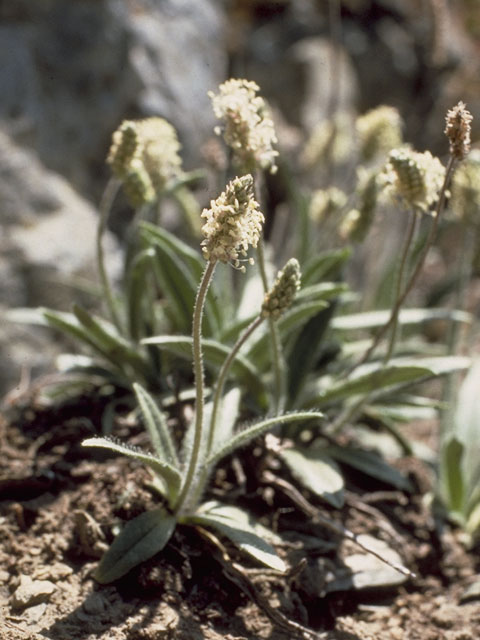 Plantago macrocarpa (Seashore plantain) #7144