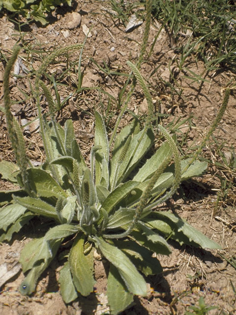 Plantago rhodosperma (Redseed plantain) #7147