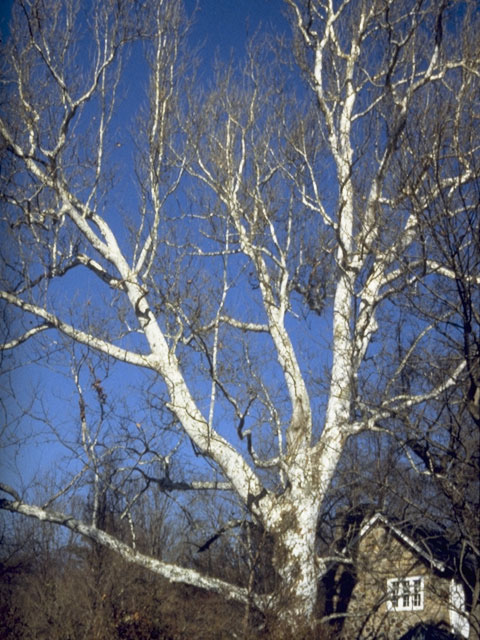 Platanus occidentalis (American sycamore) #7156