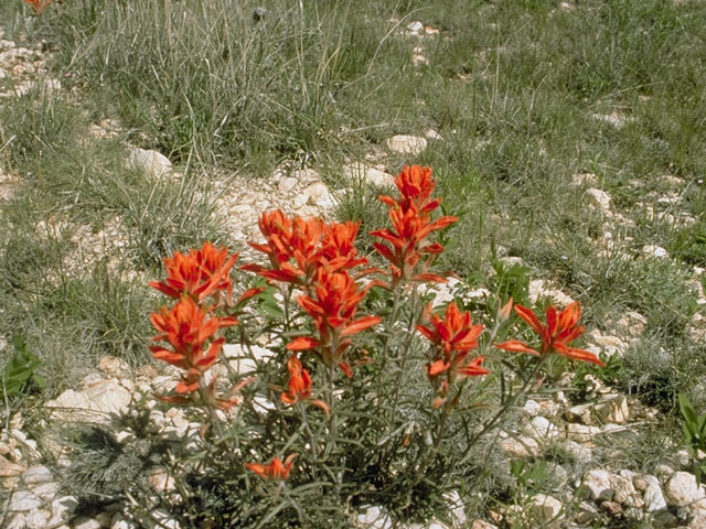 Castilleja integra (Wholeleaf indian paintbrush) #7191