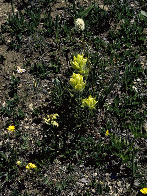 Castilleja occidentalis (Western indian paintbrush) #7199