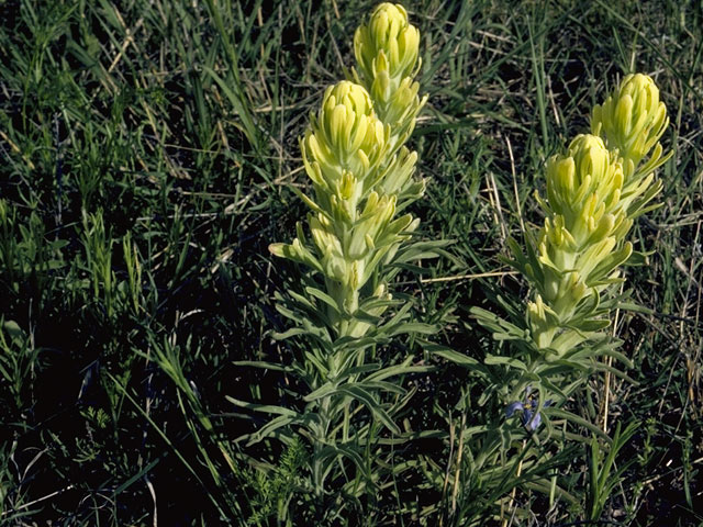 Castilleja purpurea var. citrina (Lemon paintbrush) #7205