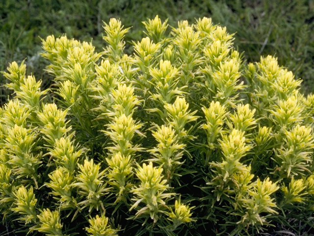 Castilleja purpurea var. citrina (Lemon paintbrush) #7210