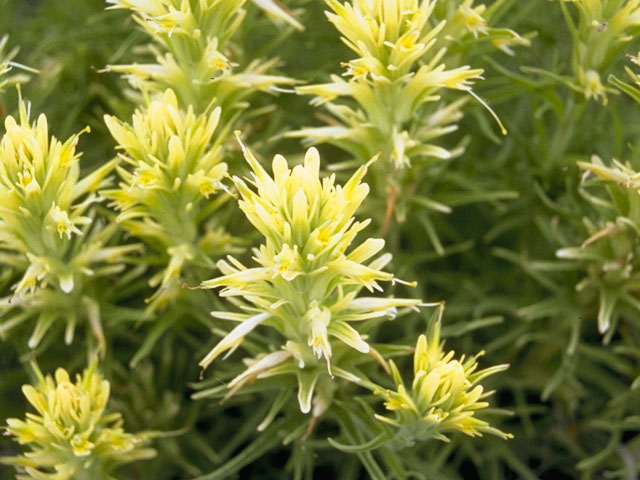 Castilleja purpurea var. citrina (Lemon paintbrush) #7211