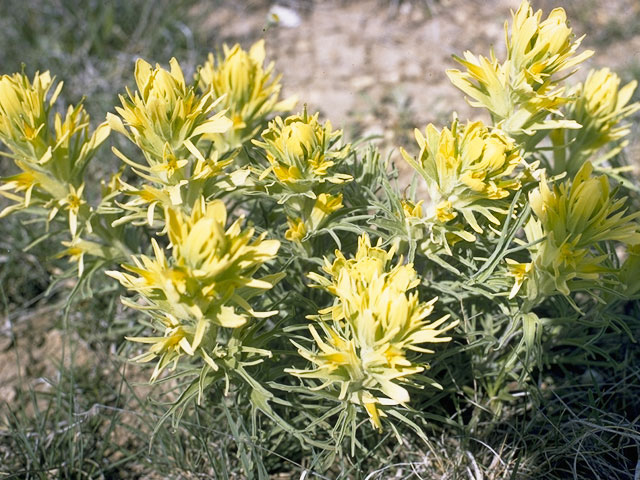 Castilleja purpurea var. citrina (Lemon paintbrush) #7223