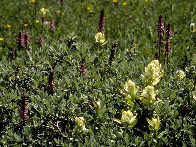 Castilleja occidentalis (Western indian paintbrush) #7245