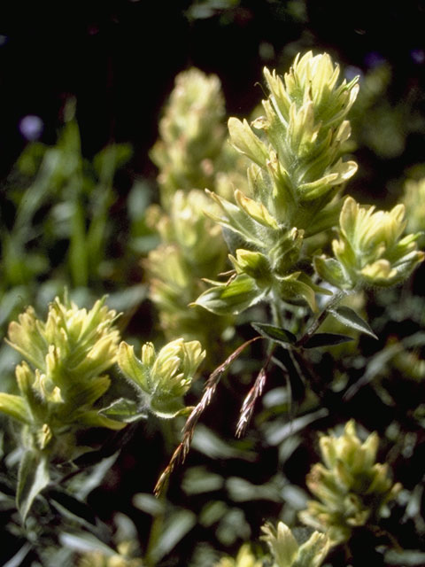 Castilleja unalaschcensis (Alaska indian paintbrush) #7247