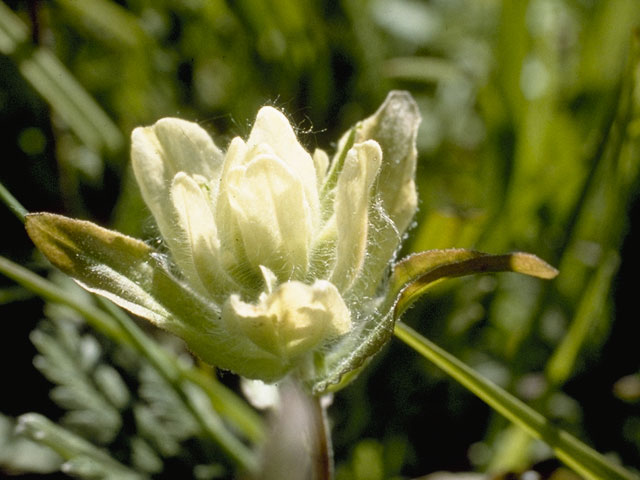 Castilleja unalaschcensis (Alaska indian paintbrush) #7248