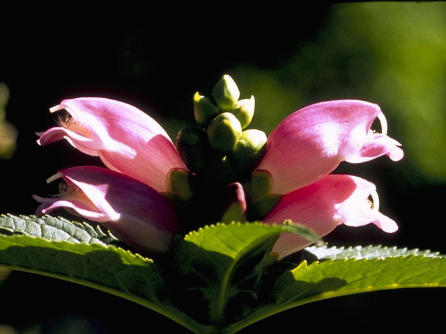 Chelone obliqua (Red turtlehead) #7256